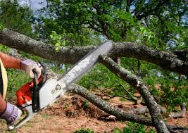 How Our Tree Care Process Works  in  Antioch, IL