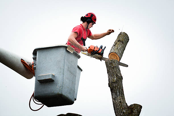 Tree and Shrub Care in Antioch, IL